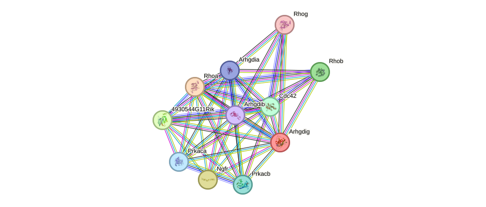 STRING protein interaction network