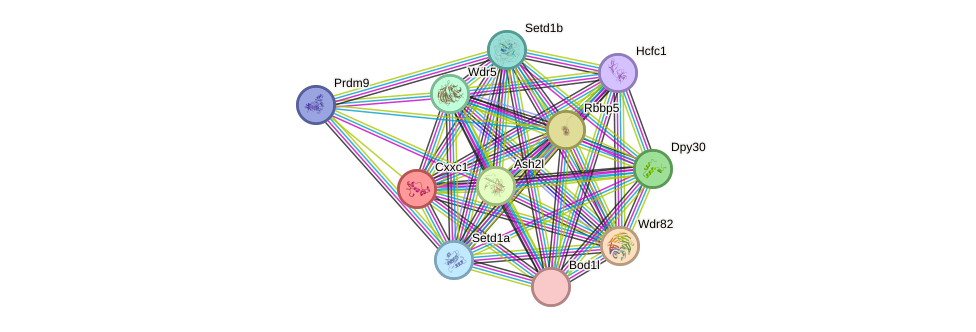 STRING protein interaction network