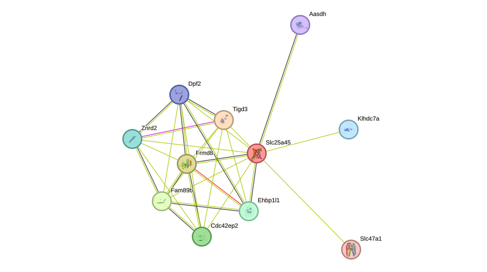 STRING protein interaction network