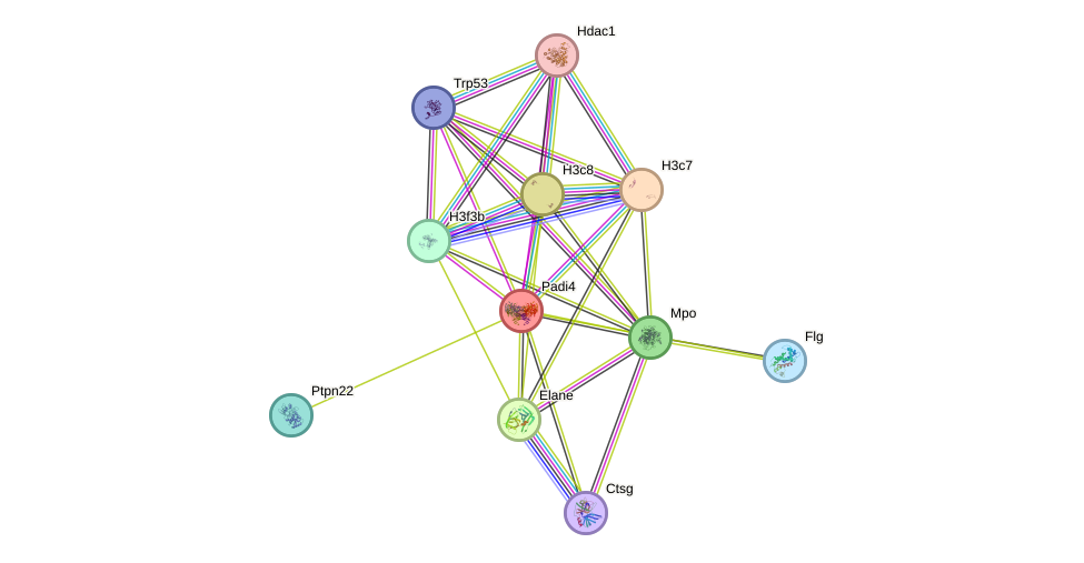 STRING protein interaction network