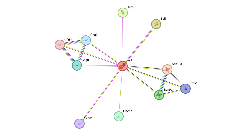 STRING protein interaction network