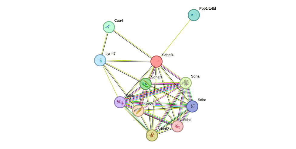 STRING protein interaction network