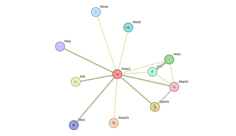 STRING protein interaction network