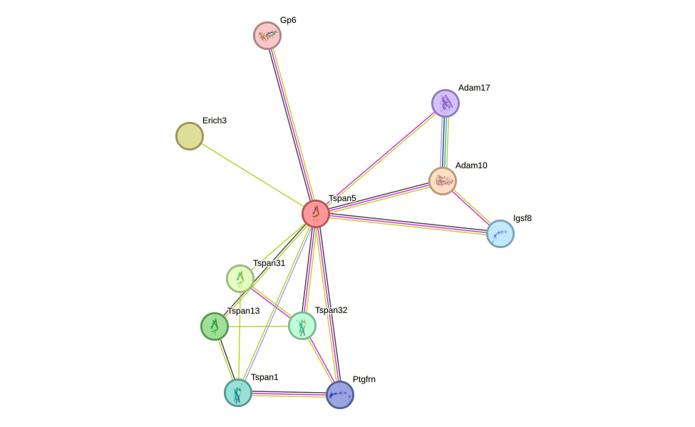 STRING protein interaction network