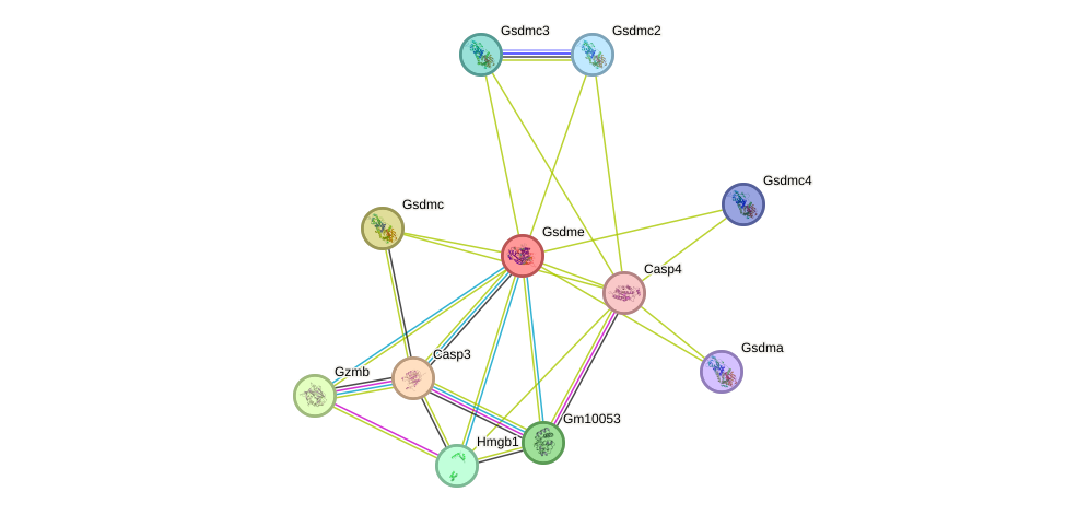 STRING protein interaction network