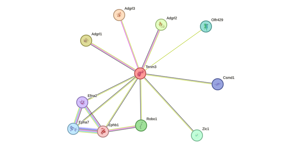 STRING protein interaction network