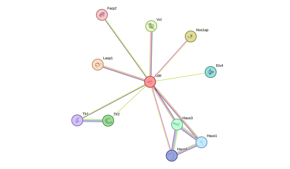 STRING protein interaction network