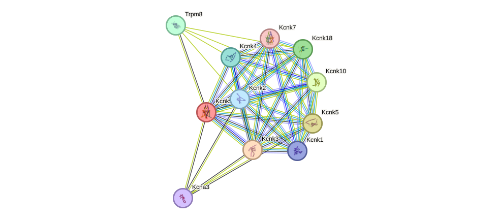 STRING protein interaction network