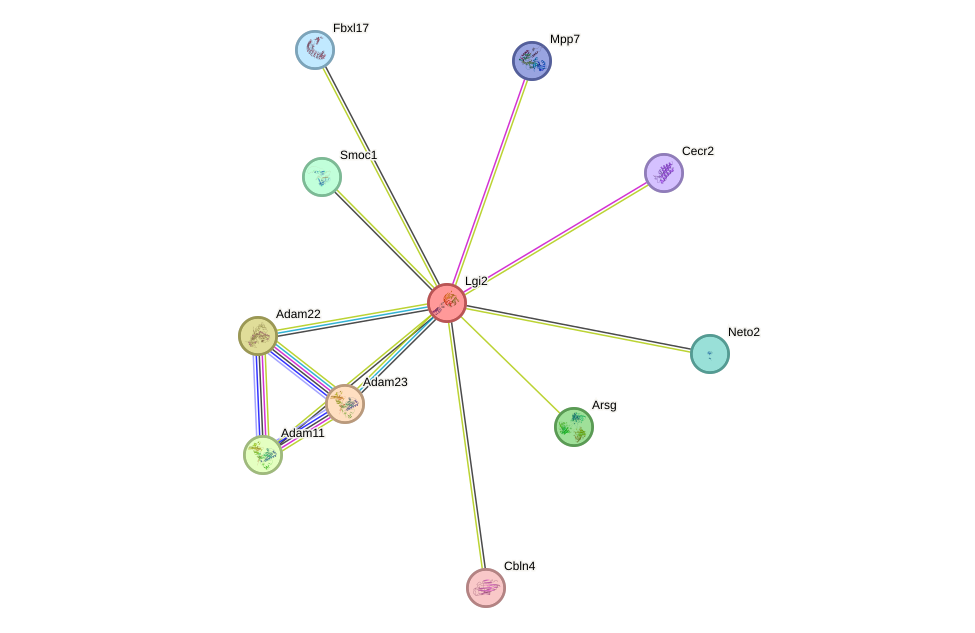 STRING protein interaction network