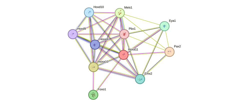 STRING protein interaction network