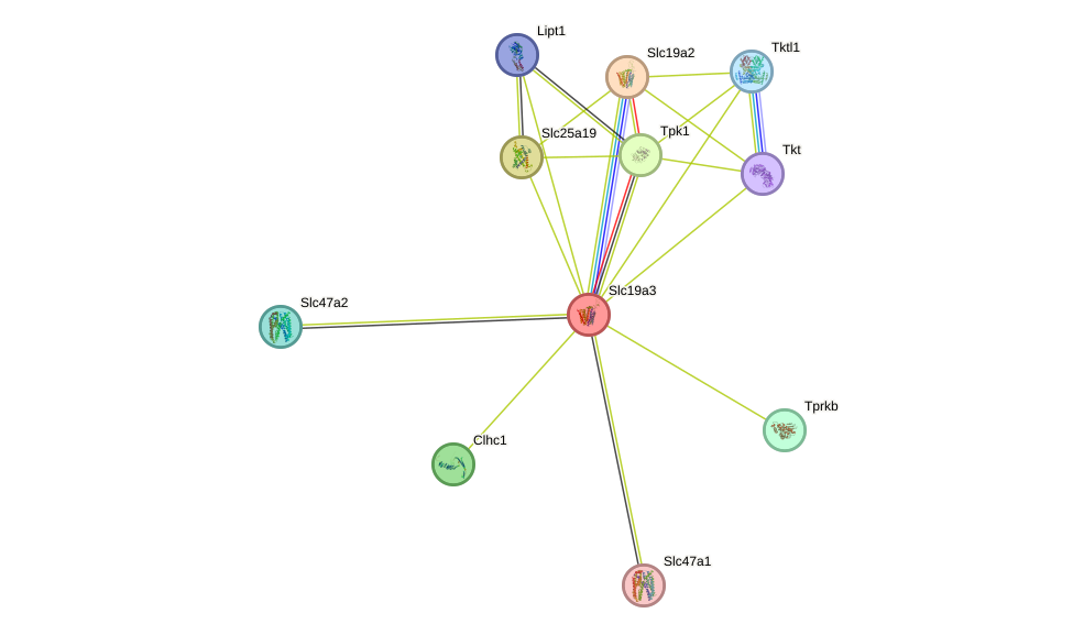 STRING protein interaction network