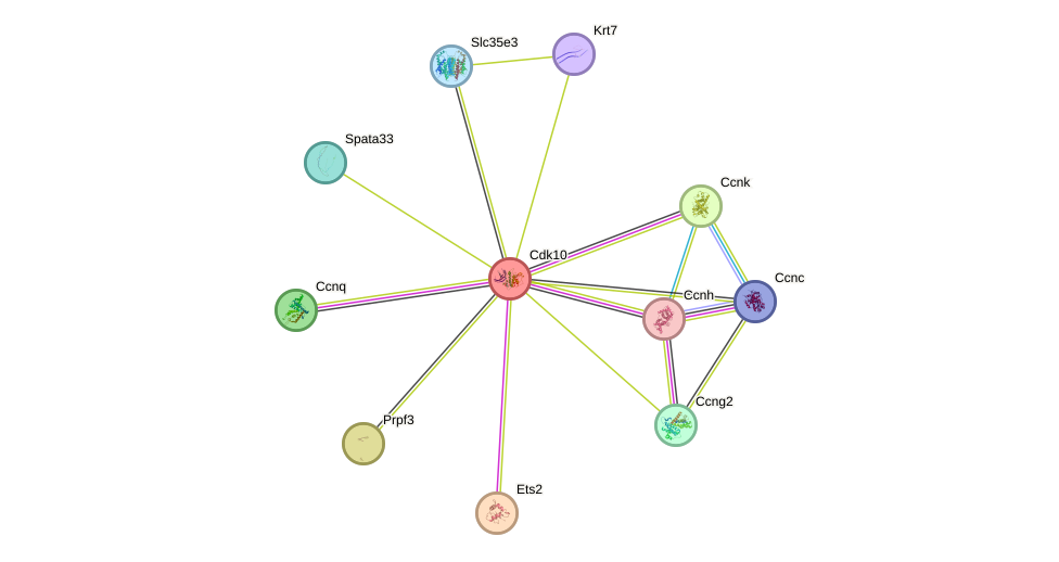 STRING protein interaction network