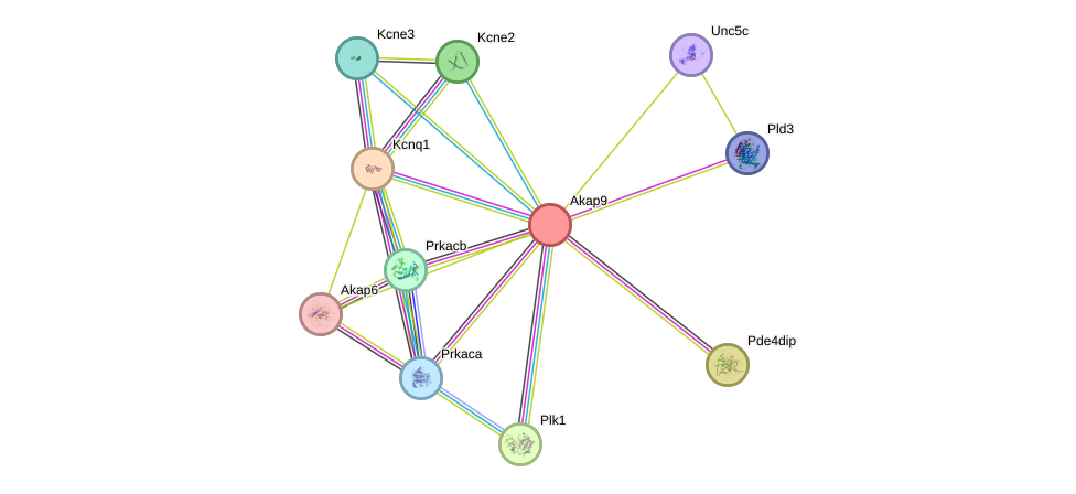 STRING protein interaction network