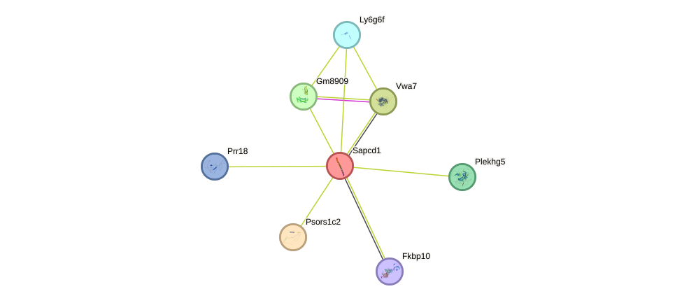 STRING protein interaction network