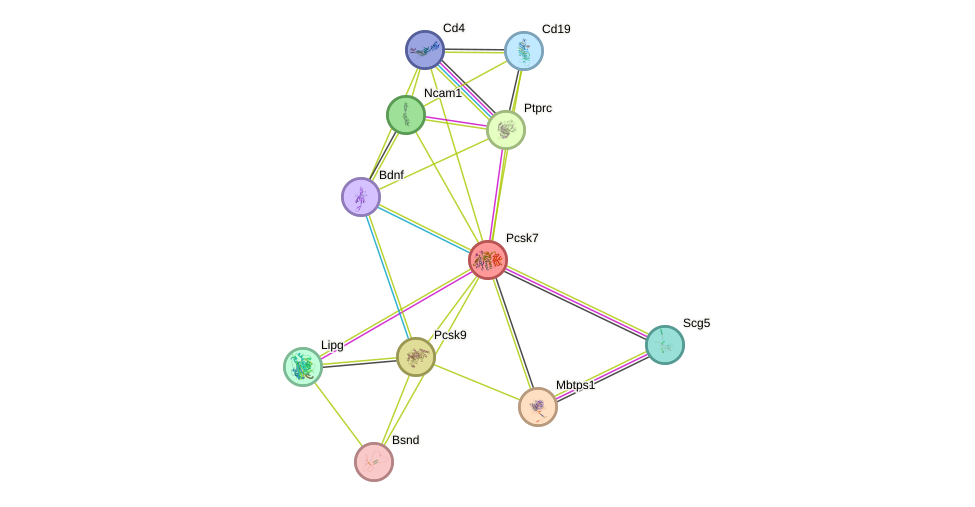 STRING protein interaction network