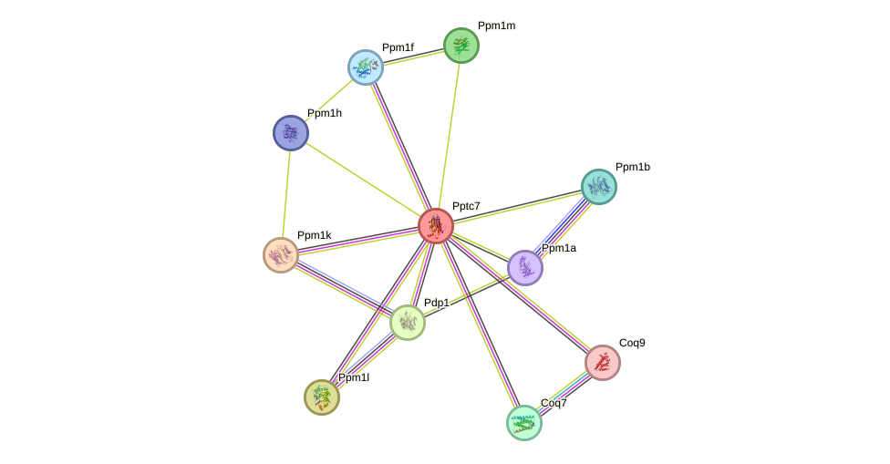 STRING protein interaction network