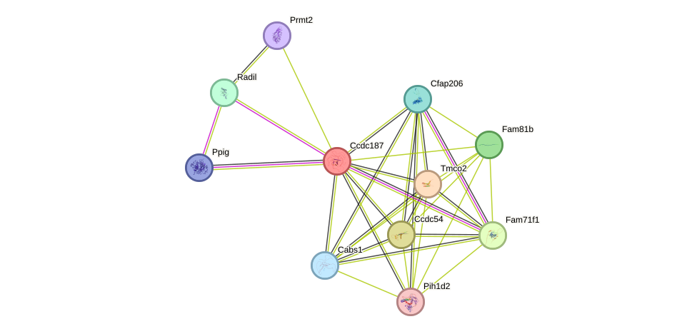 STRING protein interaction network