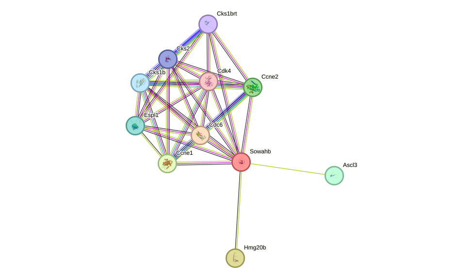 STRING protein interaction network