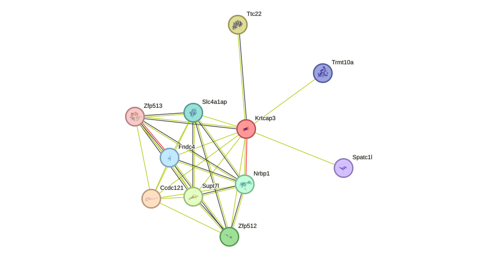 STRING protein interaction network