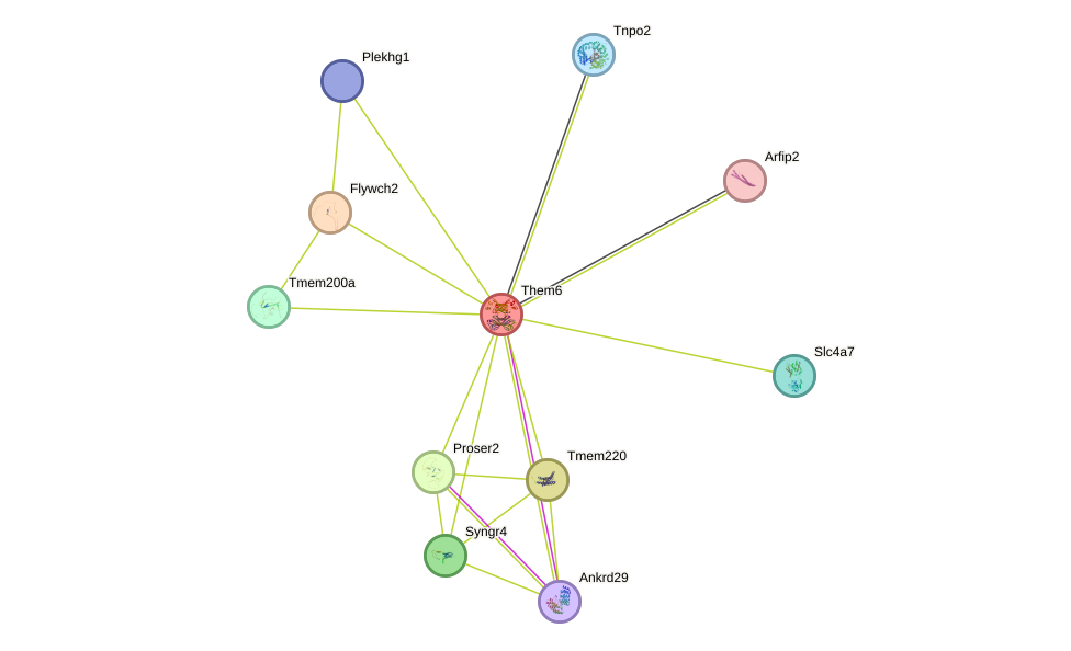 STRING protein interaction network