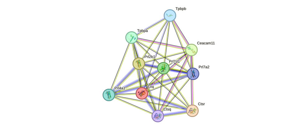 STRING protein interaction network