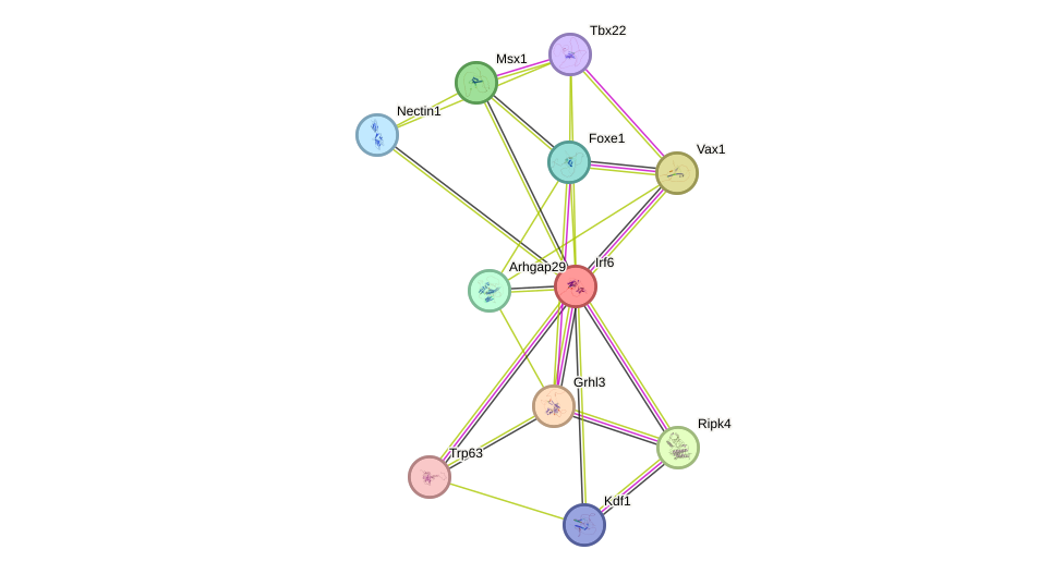 STRING protein interaction network