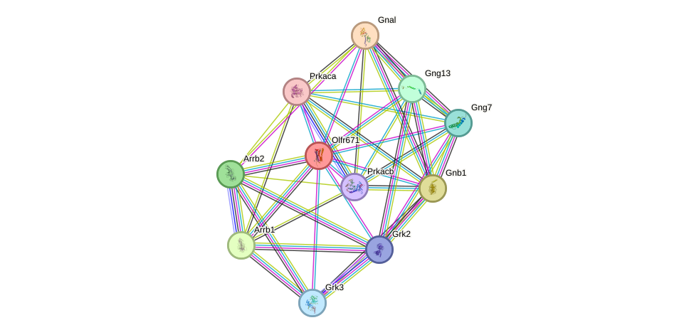 STRING protein interaction network