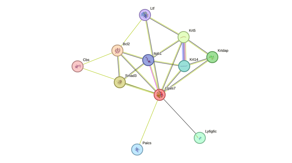 STRING protein interaction network