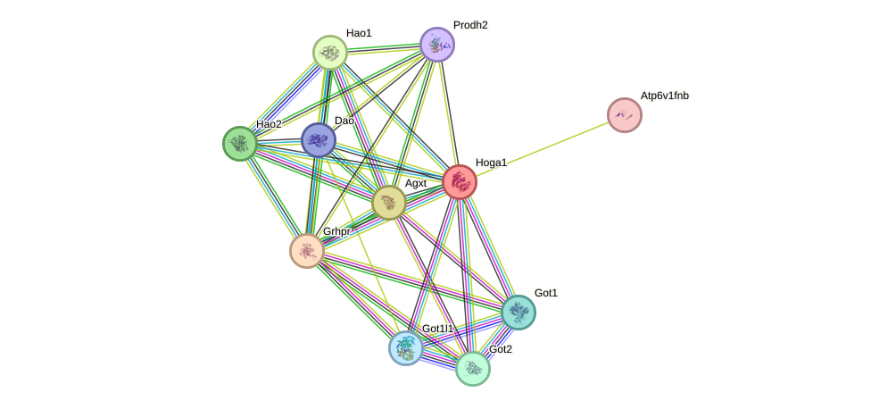 STRING protein interaction network