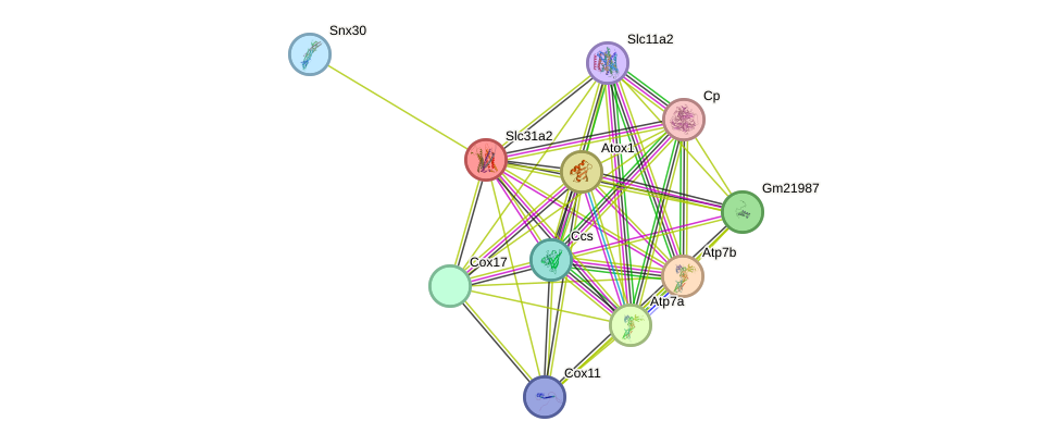 STRING protein interaction network