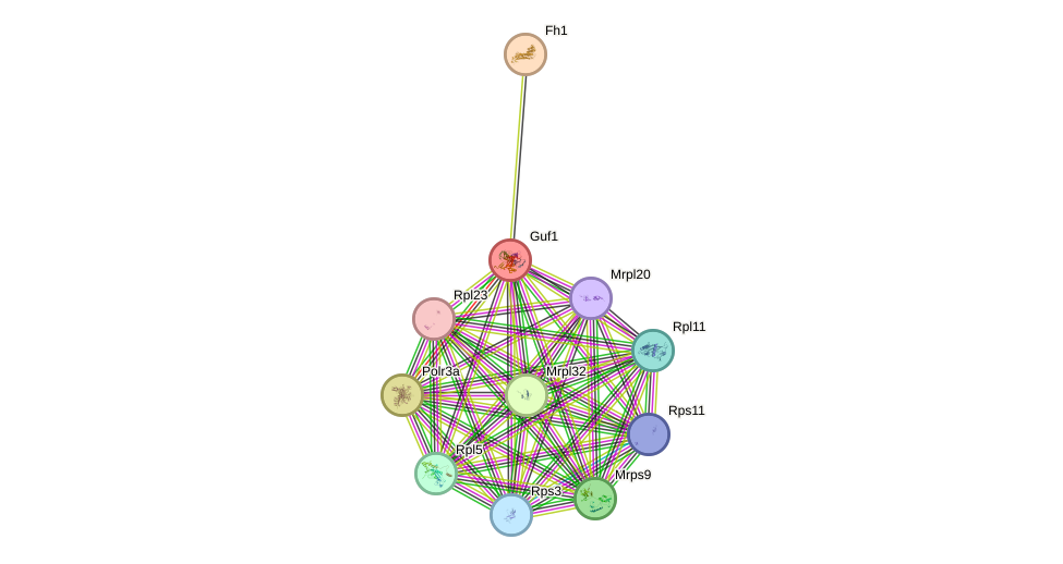 STRING protein interaction network