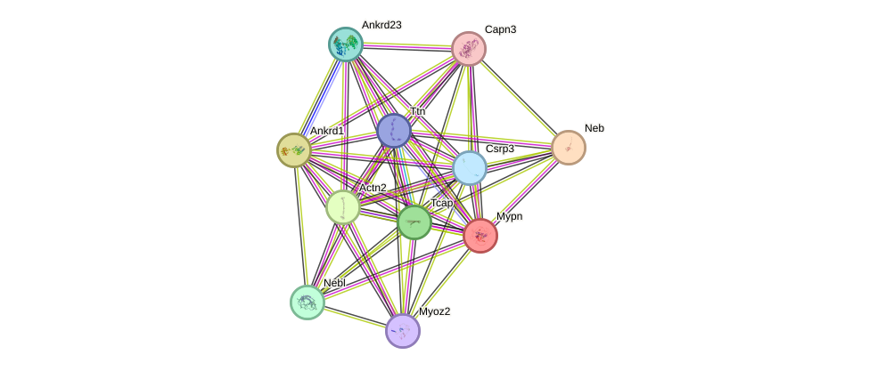 STRING protein interaction network