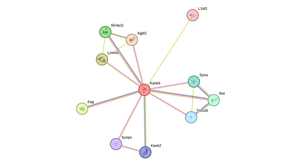 STRING protein interaction network