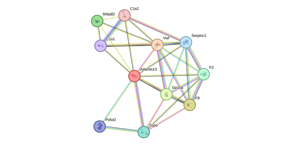 STRING protein interaction network