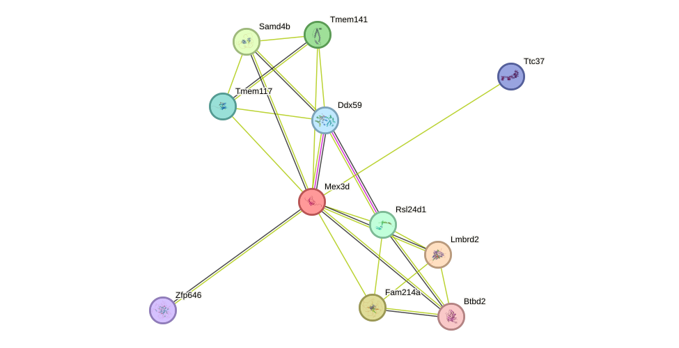 STRING protein interaction network