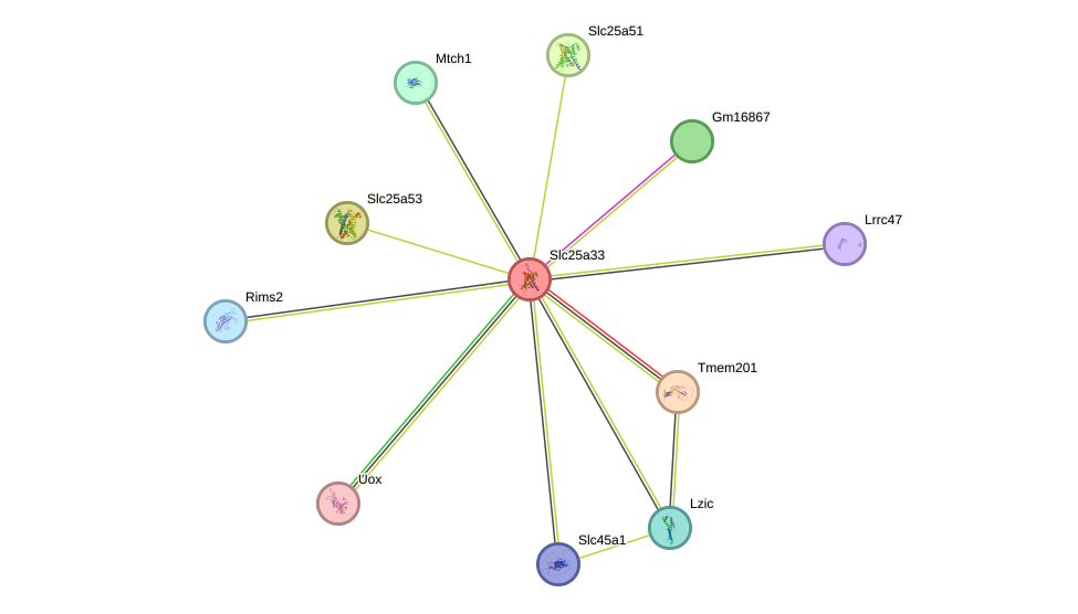 STRING protein interaction network