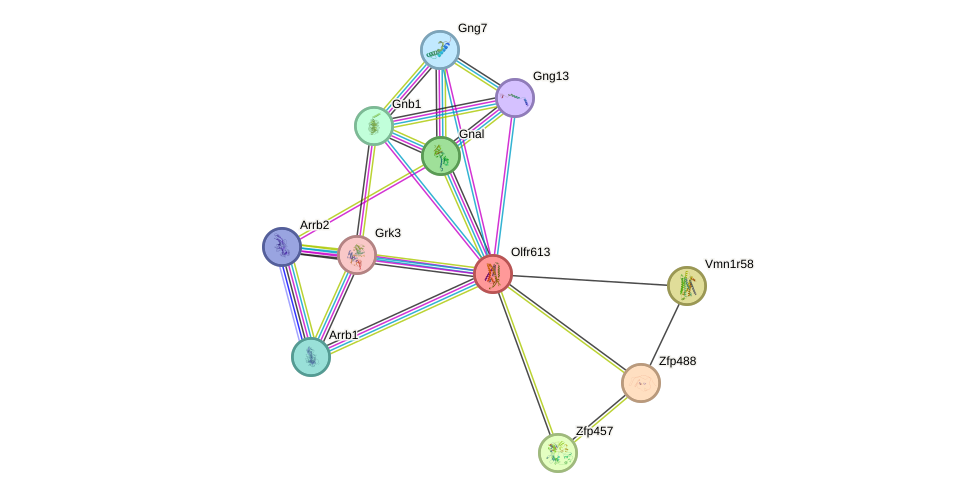 STRING protein interaction network