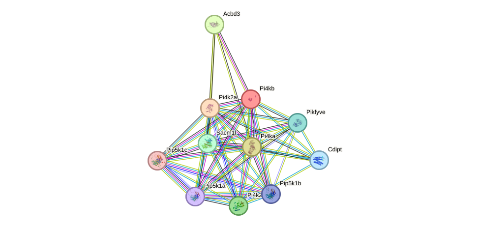 STRING protein interaction network