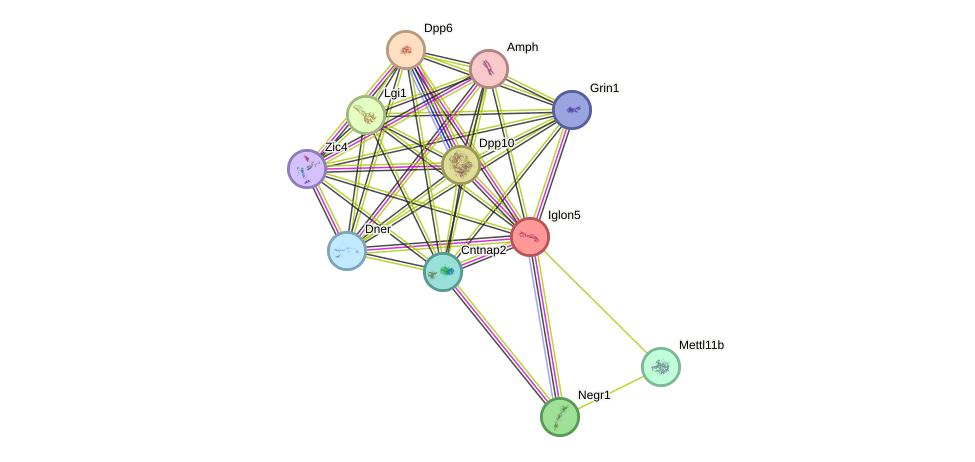 STRING protein interaction network