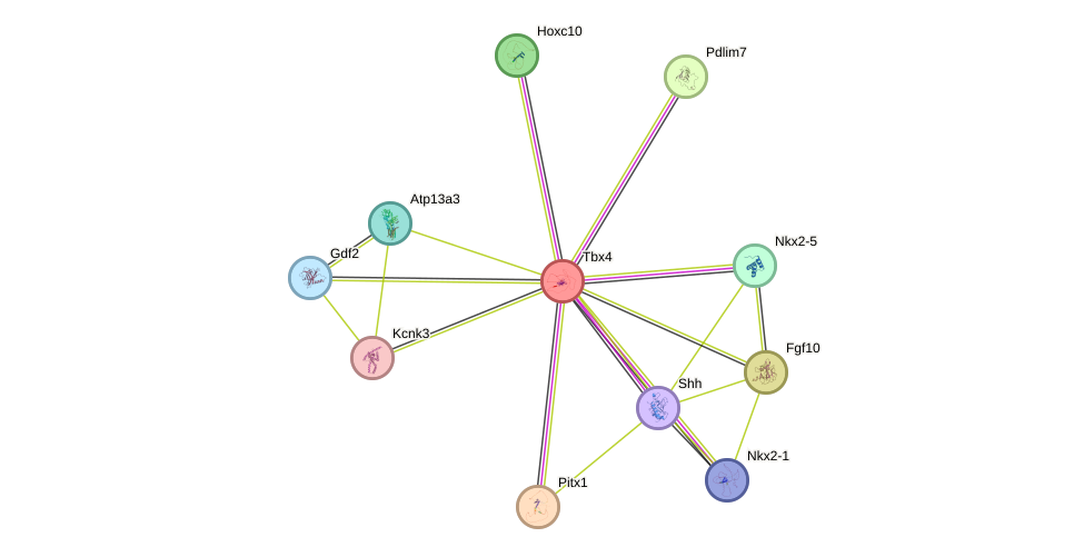 STRING protein interaction network