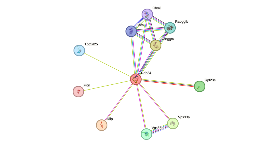 STRING protein interaction network