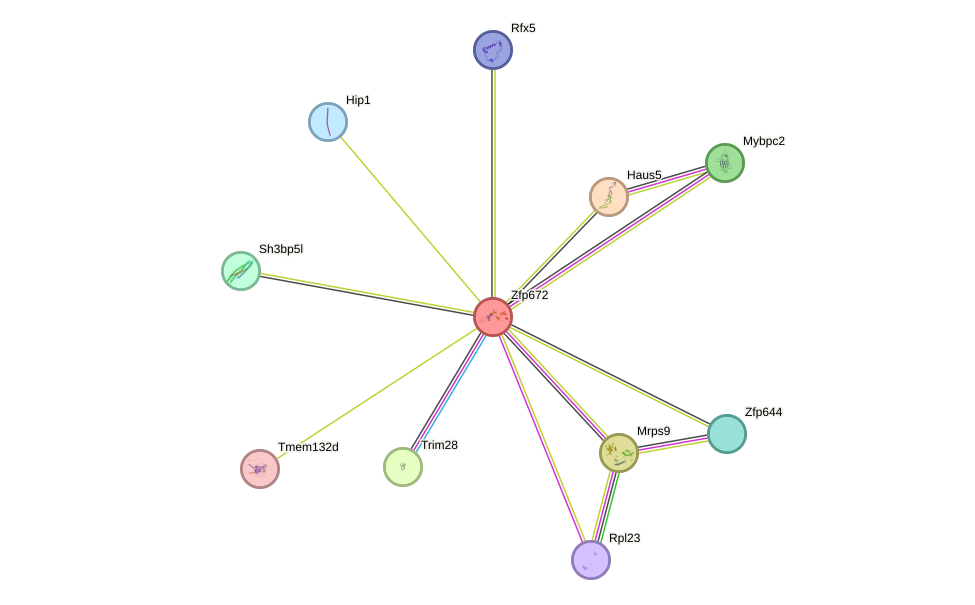 STRING protein interaction network