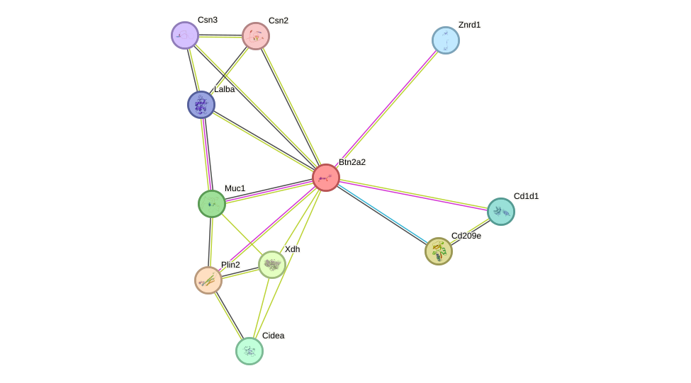 STRING protein interaction network