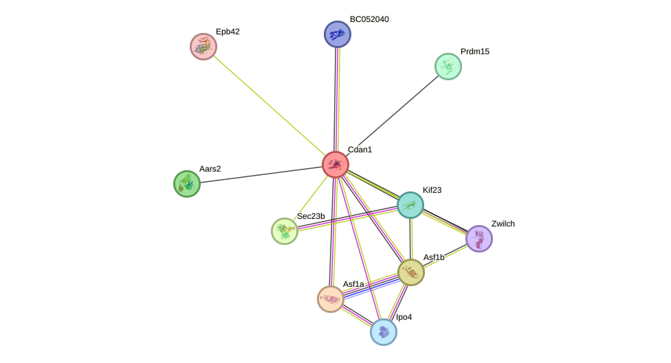 STRING protein interaction network