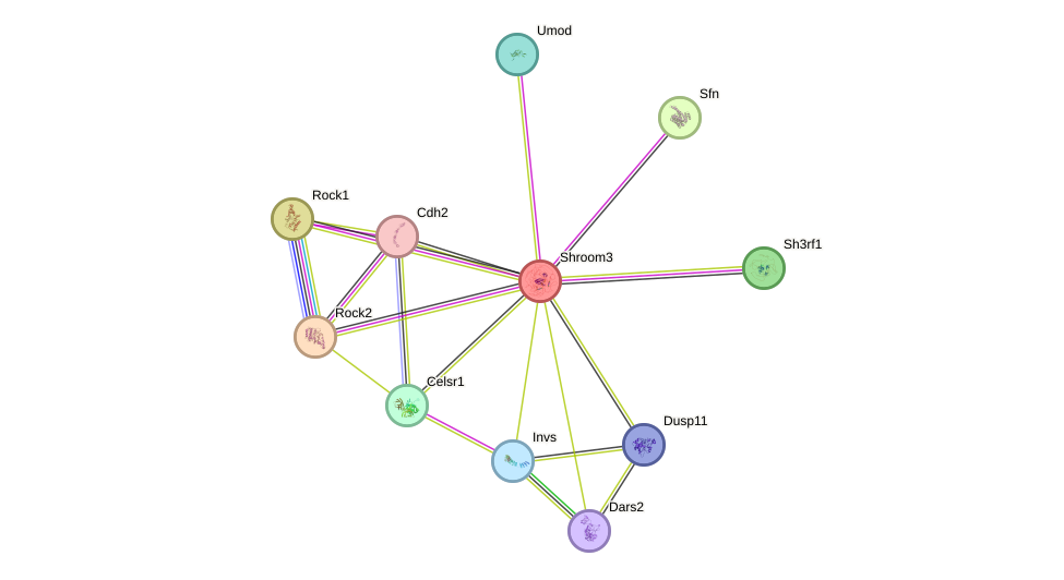 STRING protein interaction network