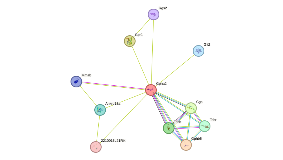 STRING protein interaction network