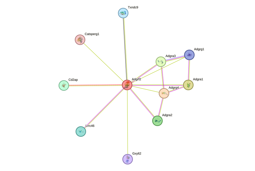 STRING protein interaction network