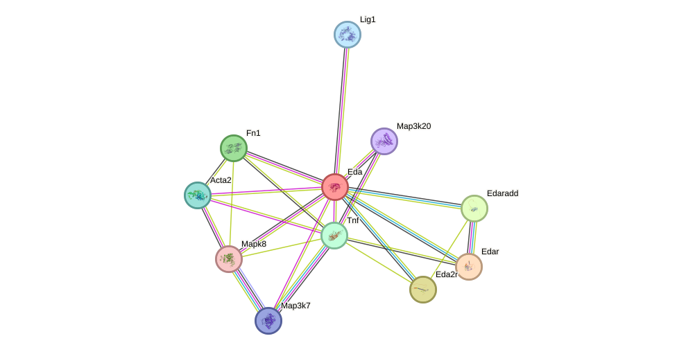 STRING protein interaction network