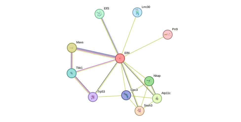 STRING protein interaction network