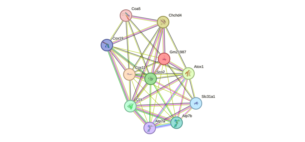 STRING protein interaction network